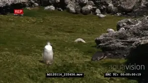The yellow-eyed penguin (Megadyptes antipodes), known also as hoiho or tarakaka.