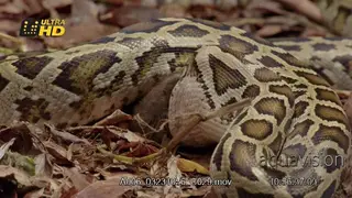 Dwarf Burmese Python (Python bivittatus progschai) feeding on rat with its jaws.