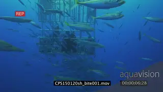 Divers in a cage looking at a Great White Shark swimming underwater in ocean MLS HAND