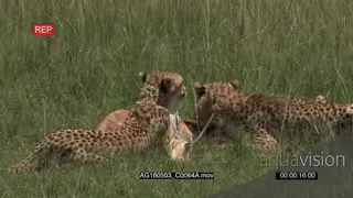 Cheetah (Acinonyx jubatus) family eating from just caught gazelle