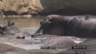 Hippo pod social behaviour in river walking around as bulls face off intimidation.