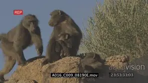 Chacma Baboon troop on rocks with young SOCIAL INTERACTION LA MS