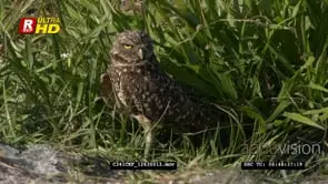 Burrowing owl standing behind reeds looking around GENERAL BEHAVIOUR