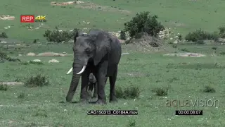 African Elephant walking and grazing on grassland with calf LWS PAN HAND