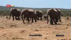 African Elephant herd walking on the Savannah following one another with Cubs