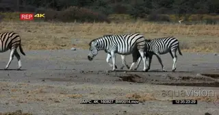 Zebra herd around dry waterhole WS