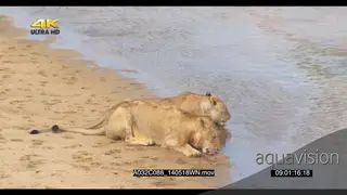 Sub adult male lion with female lion sitting on riverbank drinking water LWS