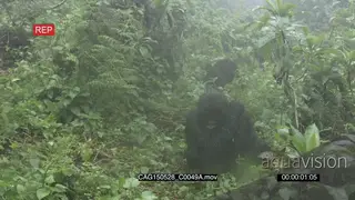 Mountain Gorillas sitting in the rain in forest LS ZO LWS PAN HAND