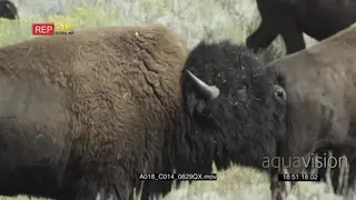 Male Bison in rut sniffing and following females GENERAL BEHAVIOUR