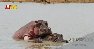 Two Hippos wading, mating and looking around.