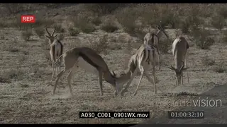 Springboks rams sparring and fighting in territorial display