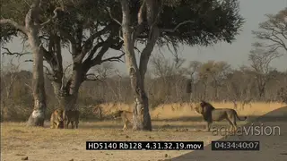 Lion cubs play around adult lions, they growl at them MS; FF; WS Male Cecil Lion