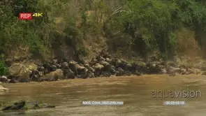 Wildebeest herd swimming across the mara river