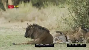 Wildebeest herd with foals under tree