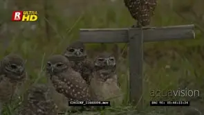 Flock of Burrowing owls sitting looking at the camera with one standing on top of a.