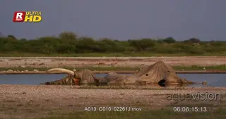 African Elephant carcass remains.