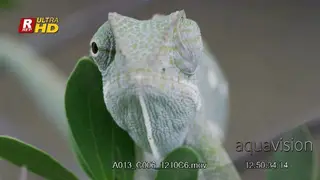 Veiled Chameleon sitting, resting, eyes moving 360 to check preys and protect itself from.