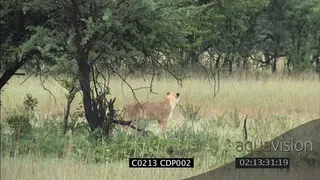Male Lion and Lioness walking in woodland WS