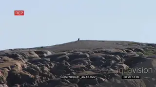 Polar bear walking amongst boulders away from camera