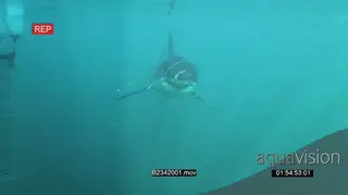 Great white shark gently swimming towards camera underwater in ocean then passing by.