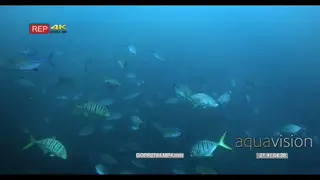 A school of a bluefin trevally fish darting around in the ocean