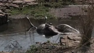 Indian Python killing and swallowing Spotted Deer in a pond MWS