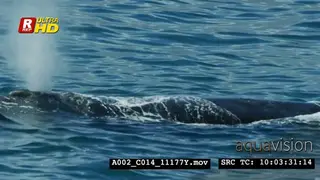 Humpback whale laying on below the water surface,feeding and swimming/blowing.