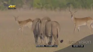 2 male African Lions walking hunting scouting around herd of lechwes alerted running past.