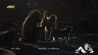 females Chacma Baboon passing by Male adult and interacting.