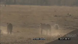 African Lionesses walking away from camera
