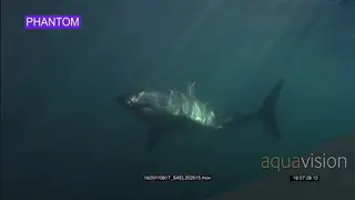 Great White Shark swim close to camera to left UW PROFILE