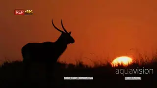 Waterbuck silhouette at sunset looks up turns around.