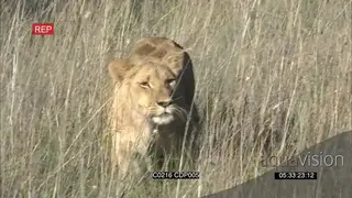 African Sub-Adult Male Walking towards the camera and meets with the lioness on Mating…