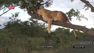 African Sub-adult Lions [2] Moving and hunting on top of the tree looking for prey