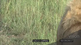 CU of sub adult male Lion face PROFILE
