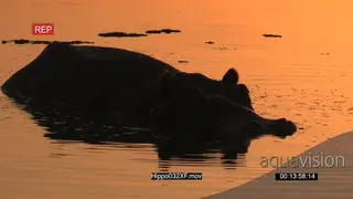 Hippo silhouette in the orange water of the Okavango at sunset