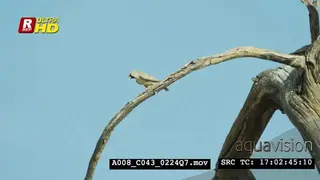 Sociable weavers sitting on a branch and flying off.