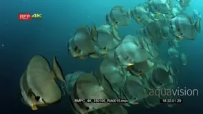 Close up of a large school of longfin batfish (spadefish) platax teira