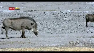 Warthog mother and piglets arrive at the water point