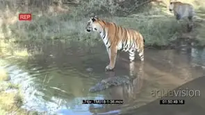 Tiger standing in the River drinking water next to the Nile Crocodile ¤