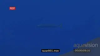 Barracuda swimming underwater in ocean MWS TRA HAND