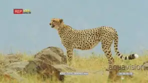 Cheetah with cubs walks out of frame