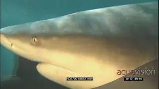 Bull Shark and Lemon Shark swimming underwater passing by camera MS PAN HAND.