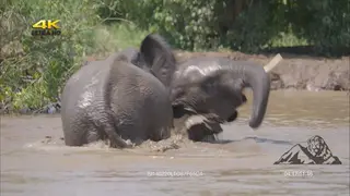 Two adult African Elephant inside water fighting during daytime.