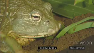 Bullfrog feeding MCU