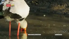 Yellow-billed stork fishing