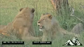 African Male Lions Grooming one another and they bother walk away with the Lioness sitting