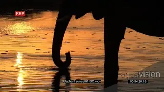 African Elephant bull in silhouette drinking from river at sunset during dusk.