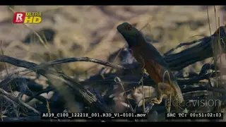 Close side view shot of a ground agama on twigs