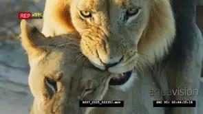 Close up shot of male lion and lioness's face mating